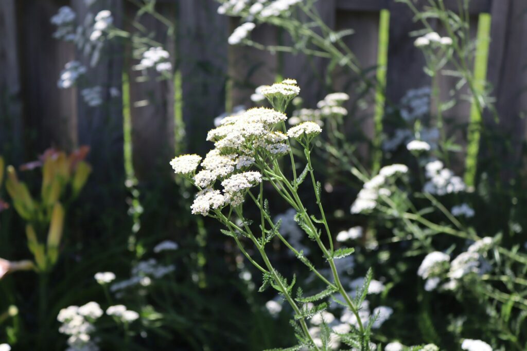 White flowers bloom in front of a wooden fence.