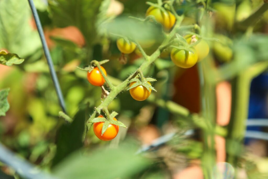 a close up of some tomatoes growing on a plant